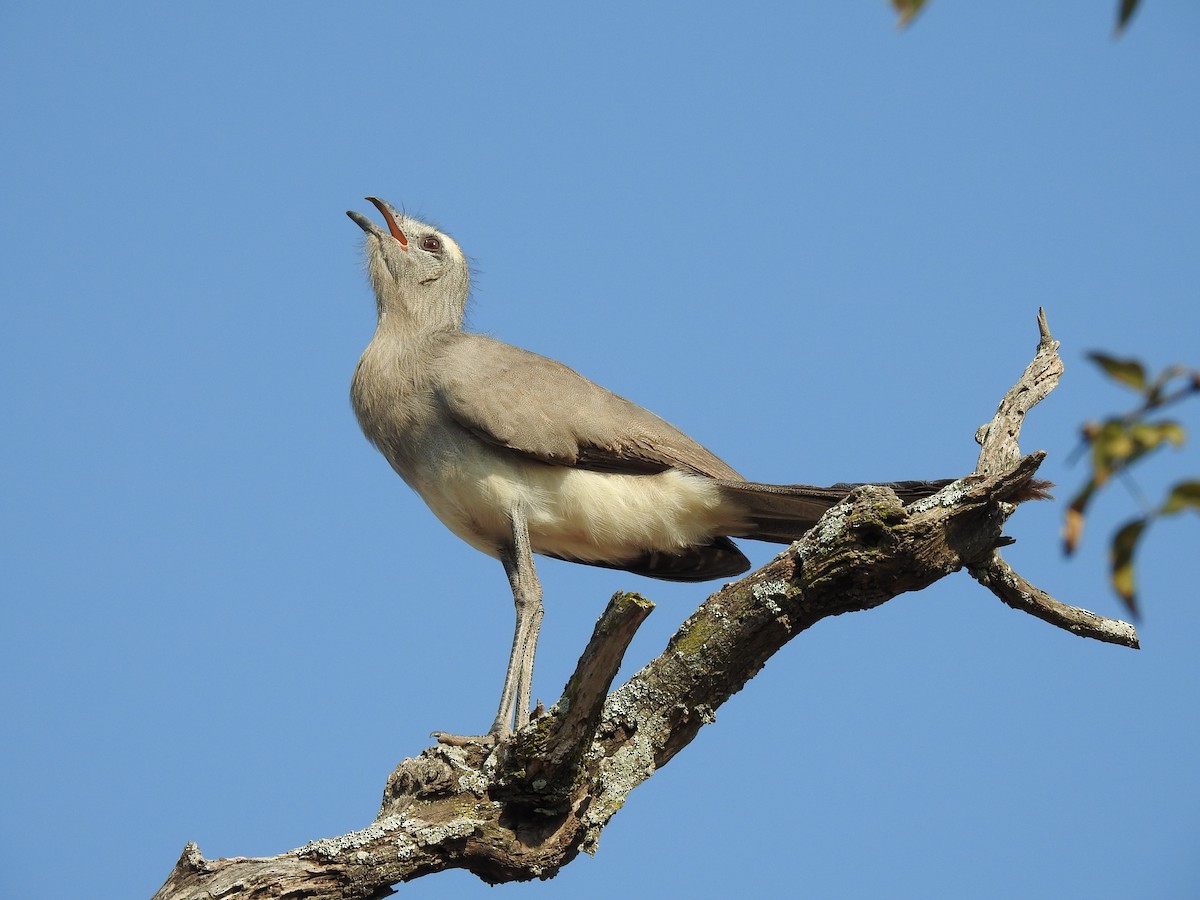 Black-legged Seriema - ML622071156