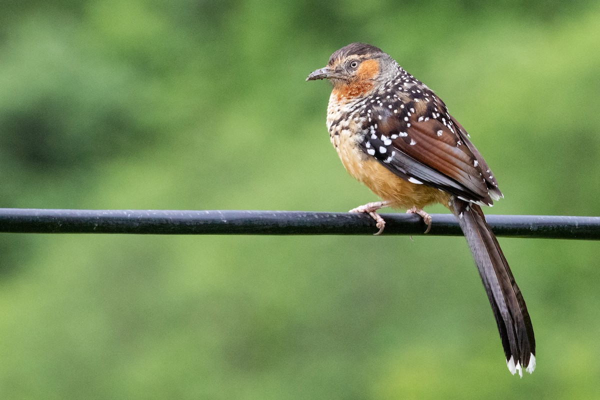 Giant Laughingthrush - Sue Wright