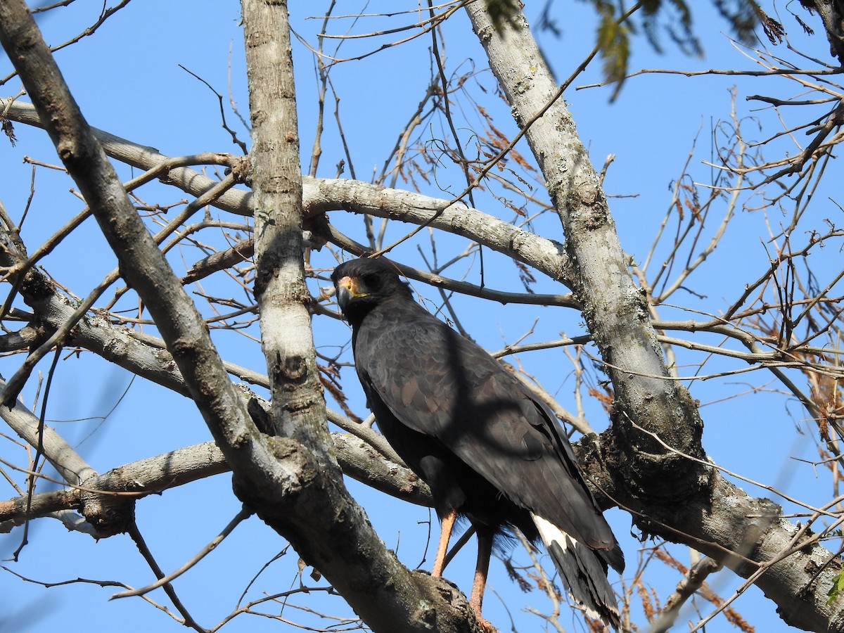 Great Black Hawk - ML622071162