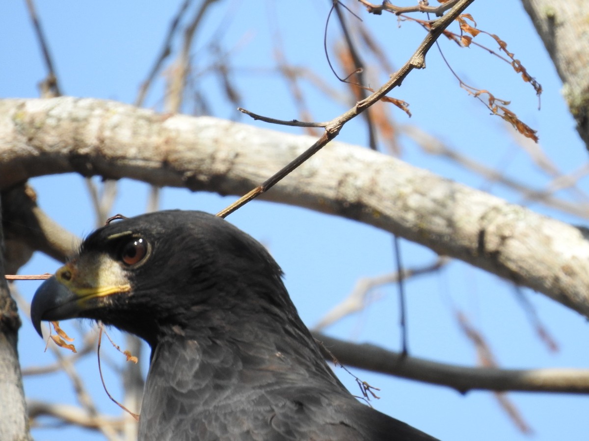 Great Black Hawk - ML622071164