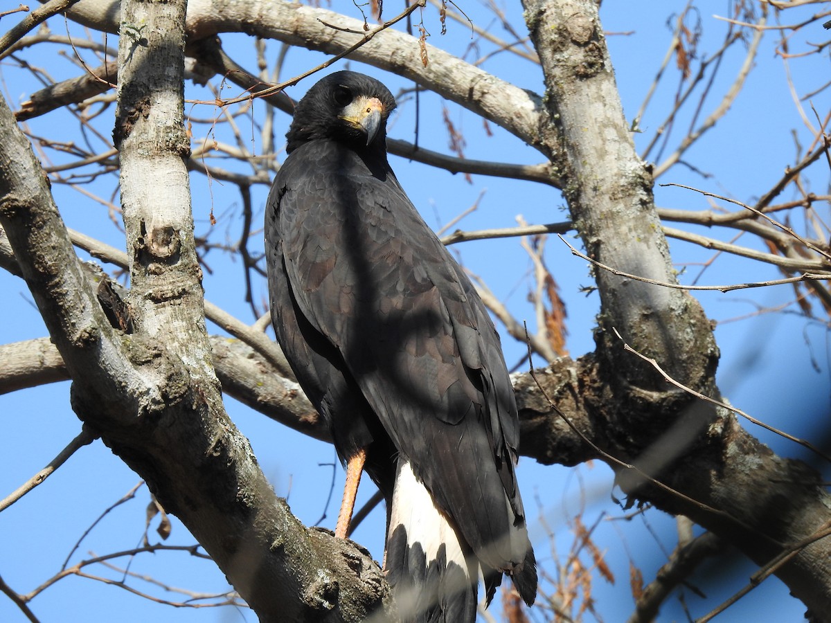 Great Black Hawk - ML622071165