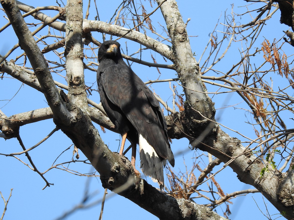 Great Black Hawk - ML622071166