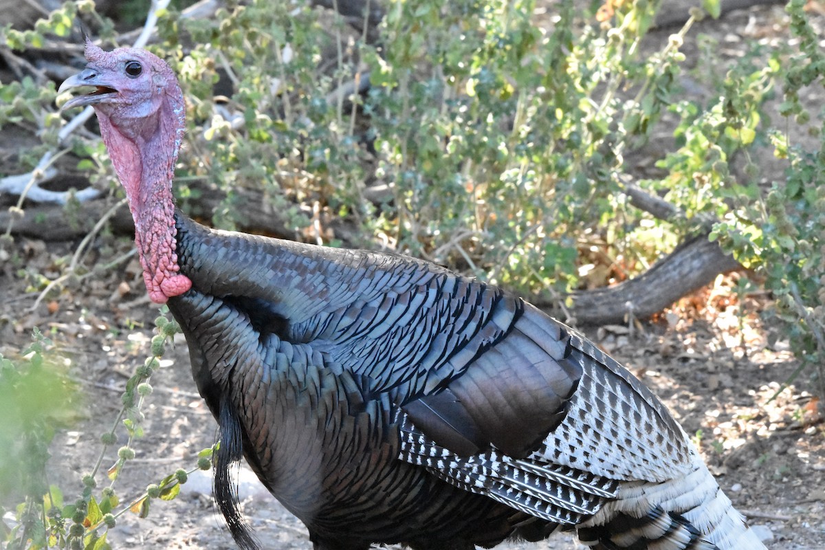 Wild Turkey - ML622071182