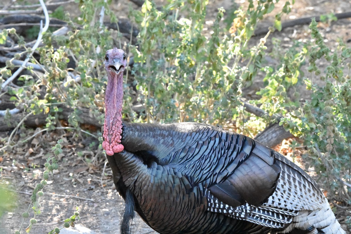 Wild Turkey - ML622071183