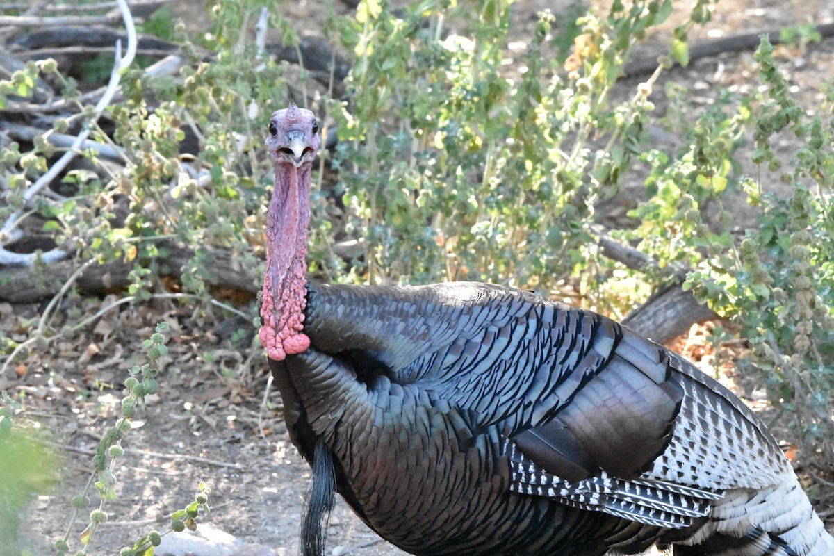 Wild Turkey - ML622071184