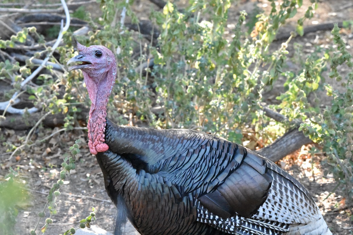 Wild Turkey - ML622071185