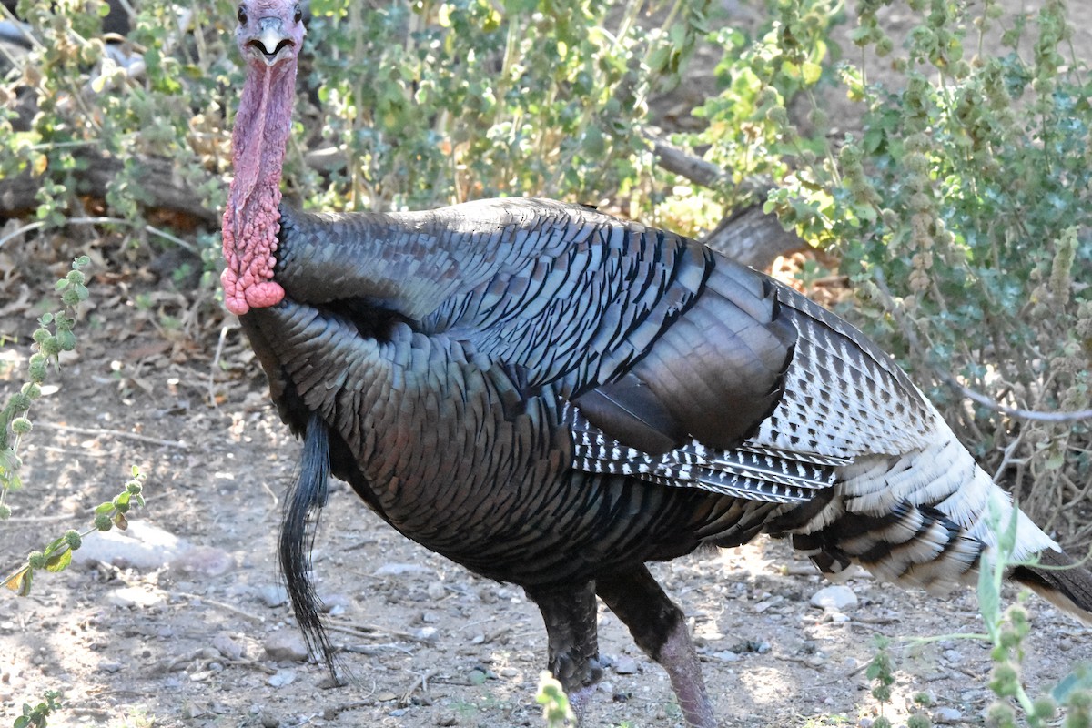 Wild Turkey - ML622071186