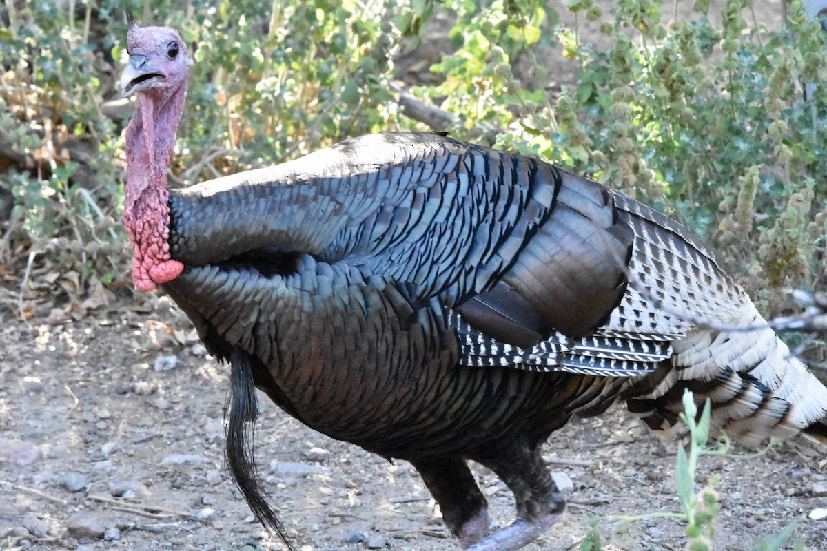 Wild Turkey - ML622071187