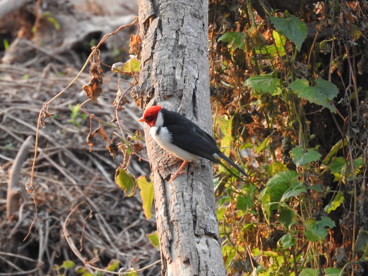 Yellow-billed Cardinal - ML622071268