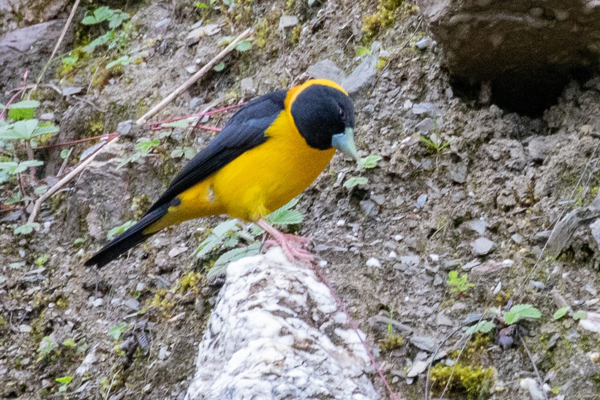 Collared Grosbeak - Sue Wright