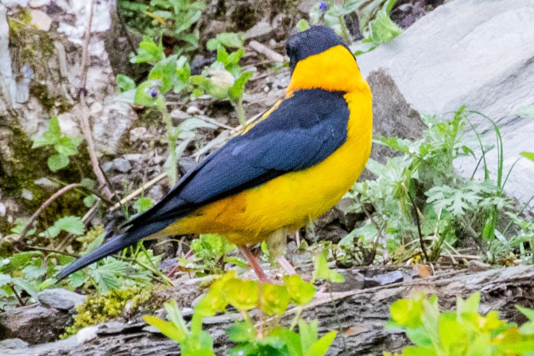 Collared Grosbeak - Sue Wright