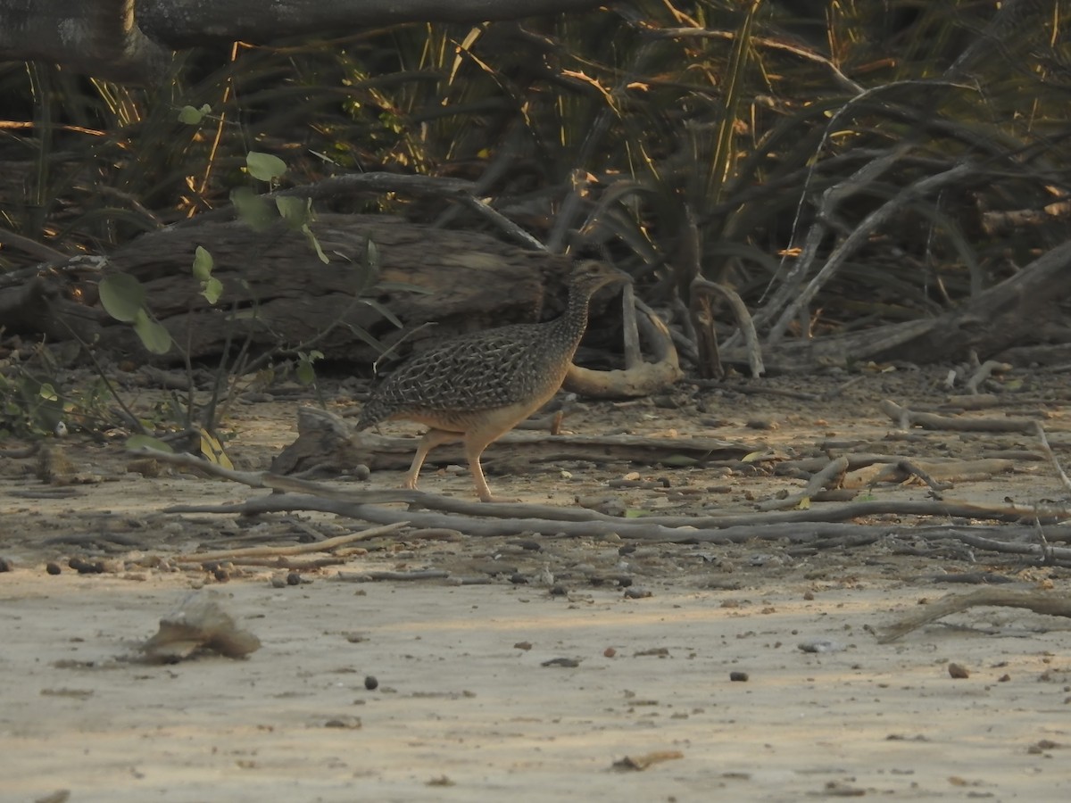 Brushland Tinamou - ML622071330