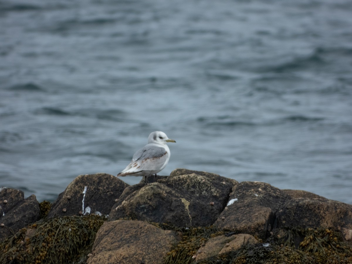 Gaviota Tridáctila - ML622071334