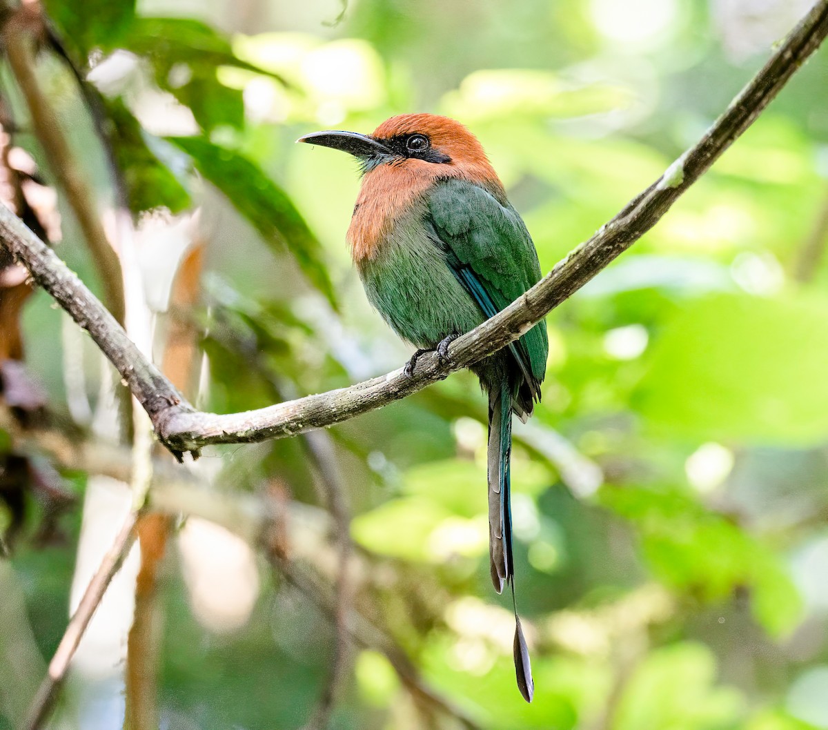 Motmot à bec large - ML622071354