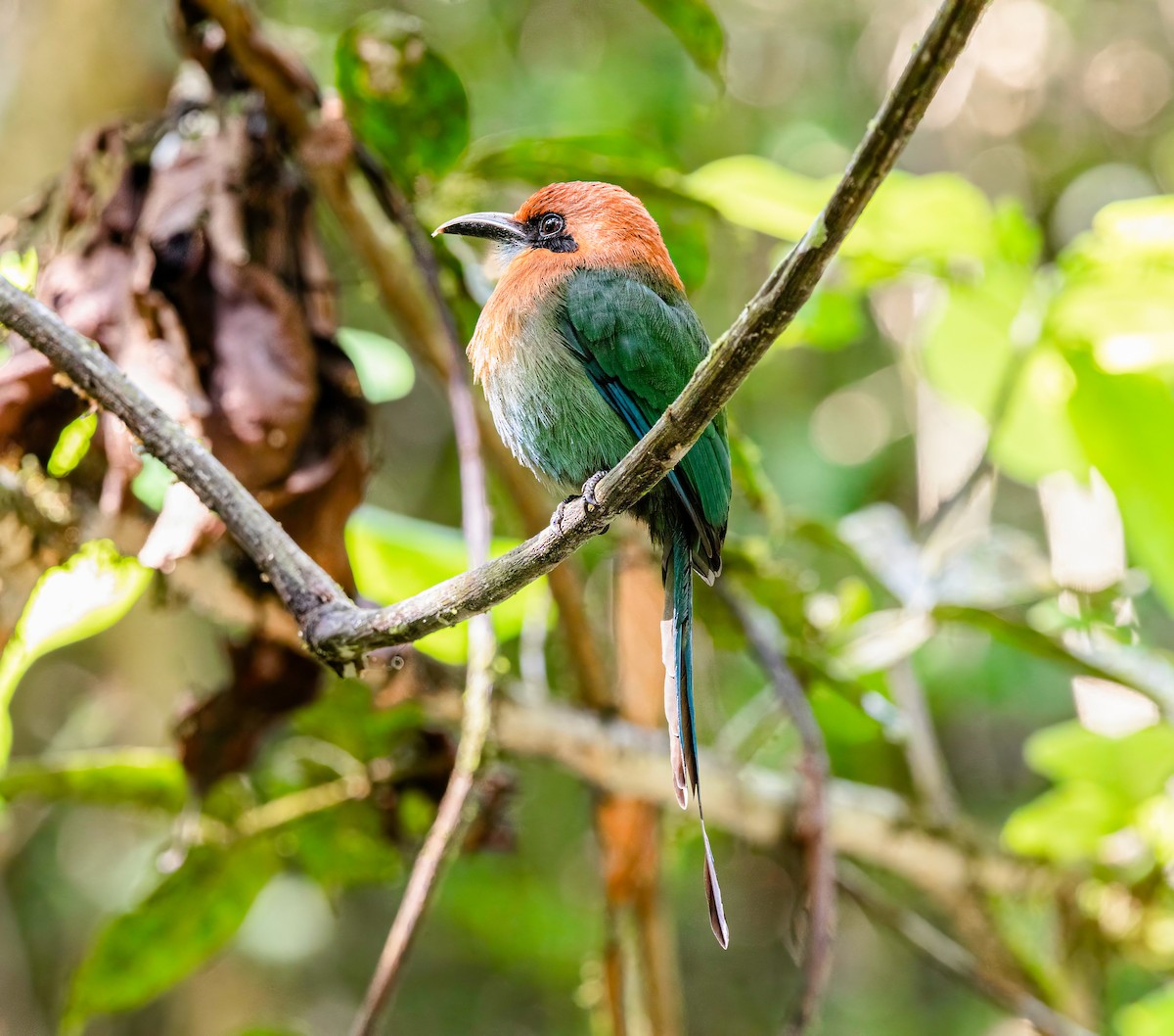 Motmot à bec large - ML622071356