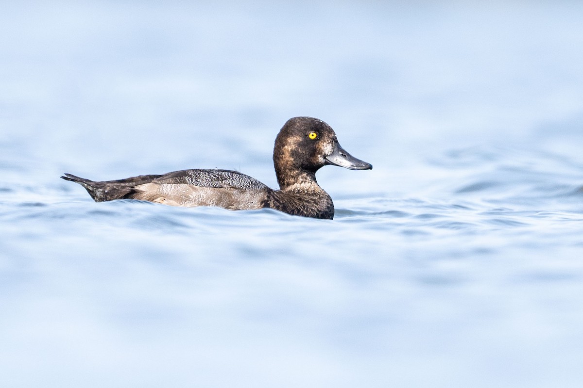 Lesser Scaup - ML622071394