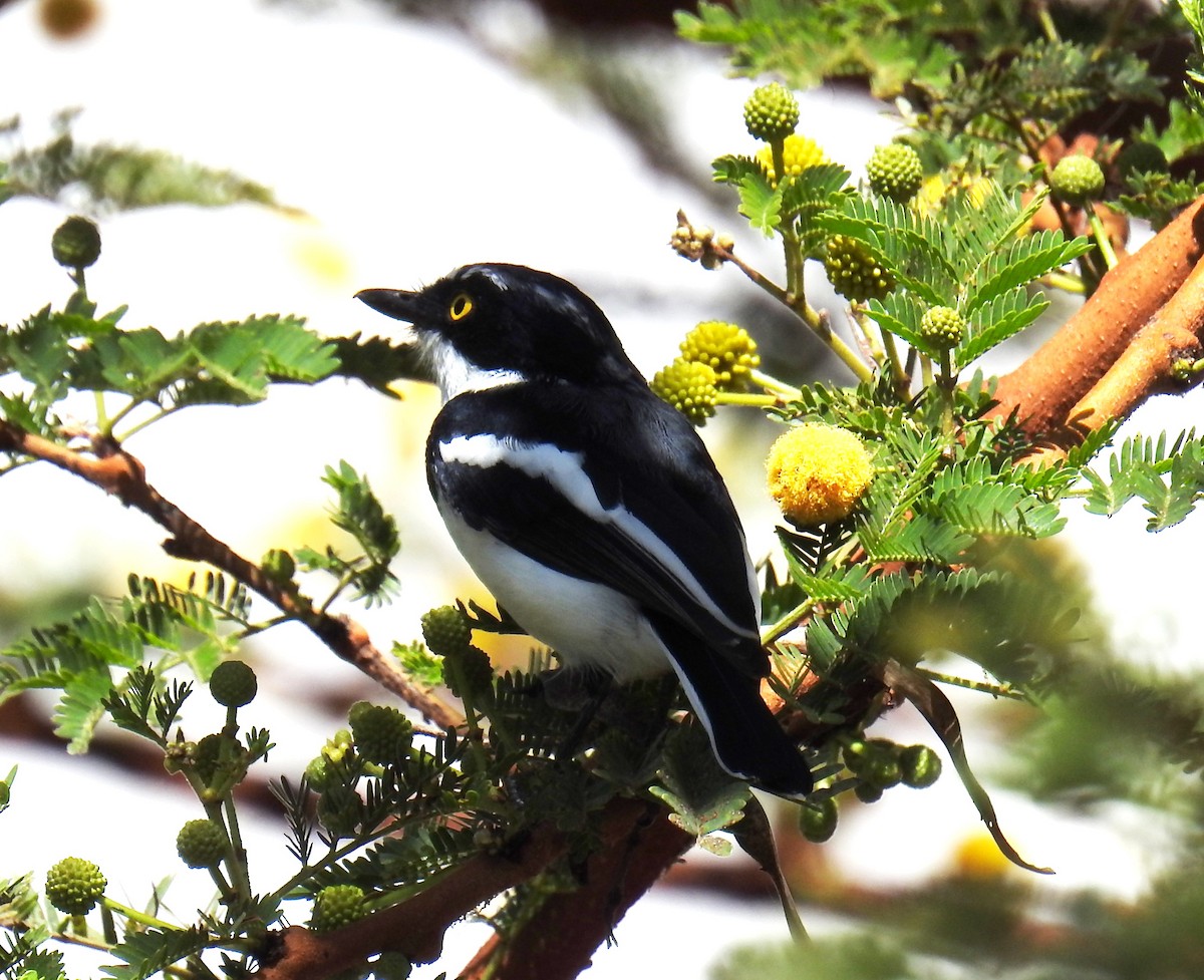 Western Black-headed Batis - ML622071457