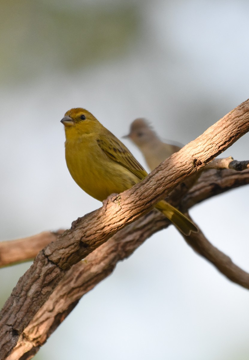 Saffron Finch - ML622071496