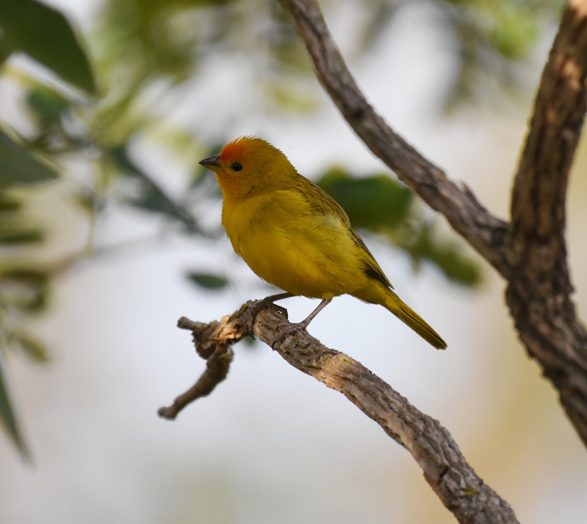 Saffron Finch - ML622071497