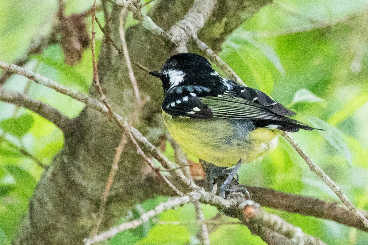 Yellow-bellied Tit - ML622071503