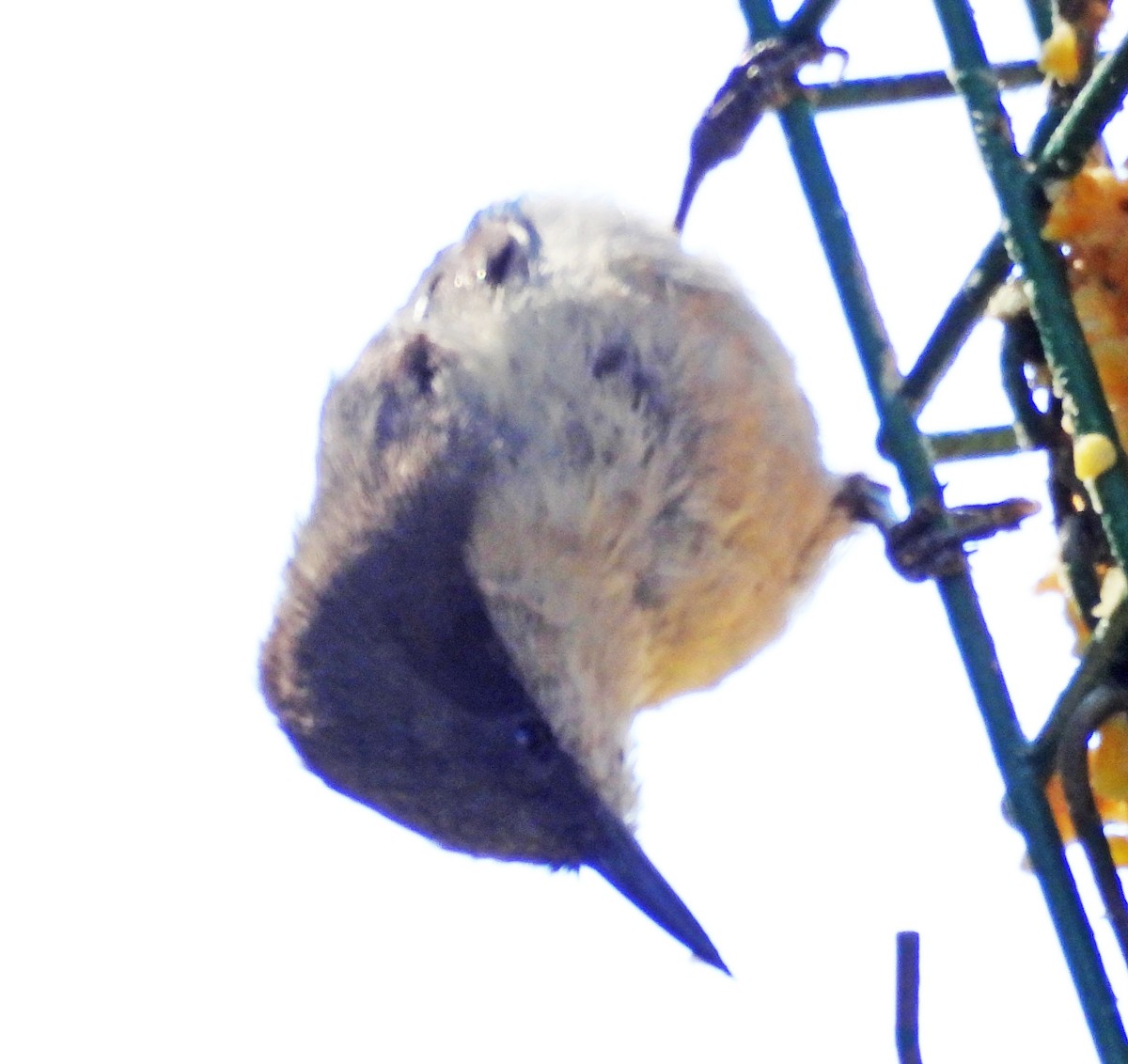 Pygmy Nuthatch - Sharon Dewart-Hansen