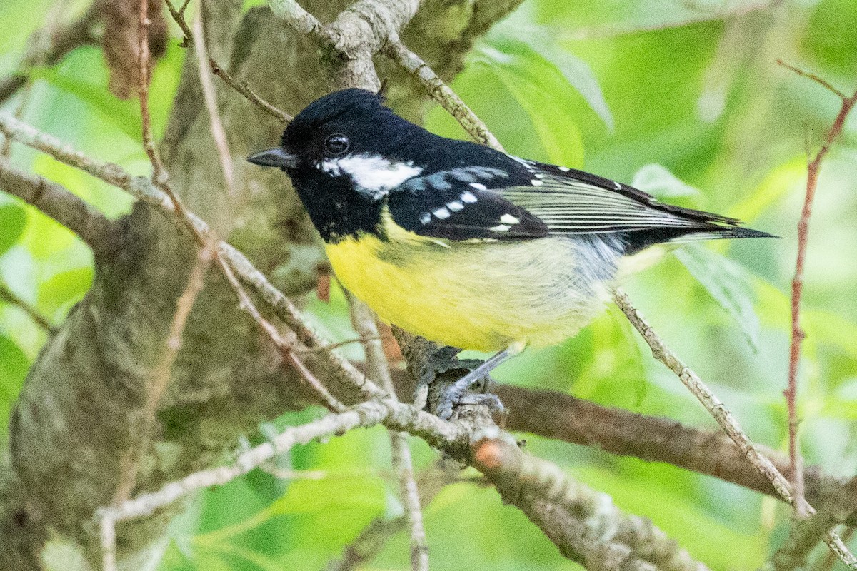 Yellow-bellied Tit - ML622071507