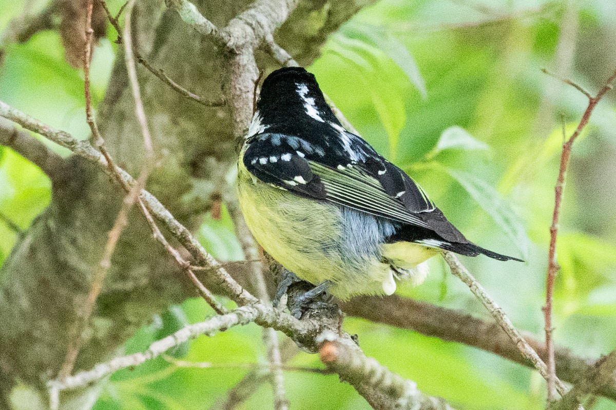 Yellow-bellied Tit - ML622071512