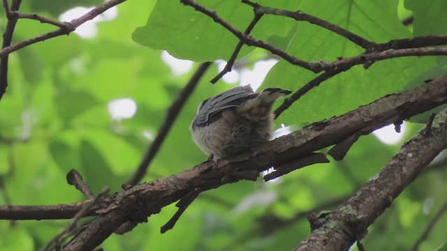 White-breasted Nuthatch - ML622071541