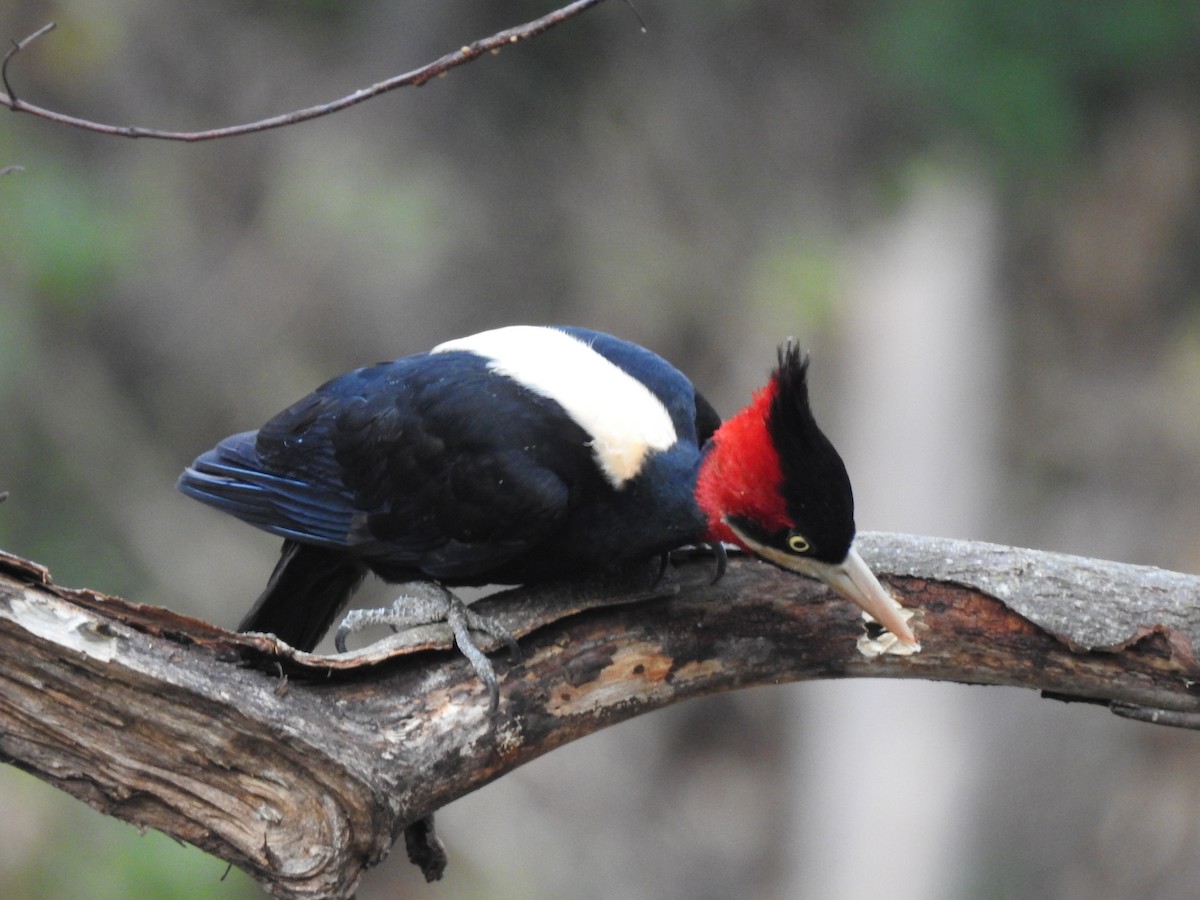 Cream-backed Woodpecker - ML622071543