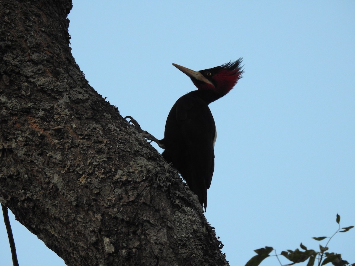 Cream-backed Woodpecker - ML622071568