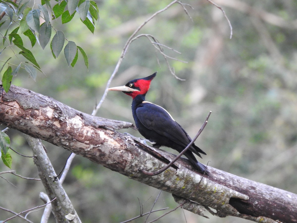 Cream-backed Woodpecker - ML622071569