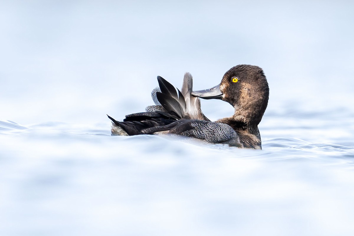 Lesser Scaup - ML622071572