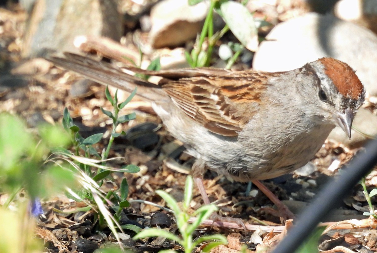 Chipping Sparrow - ML622071574