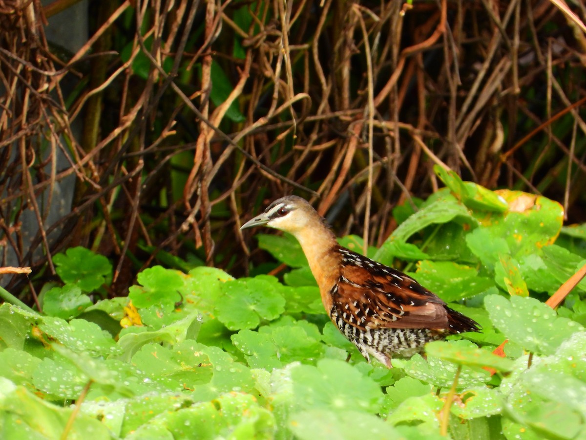 Yellow-breasted Crake - ML622071614