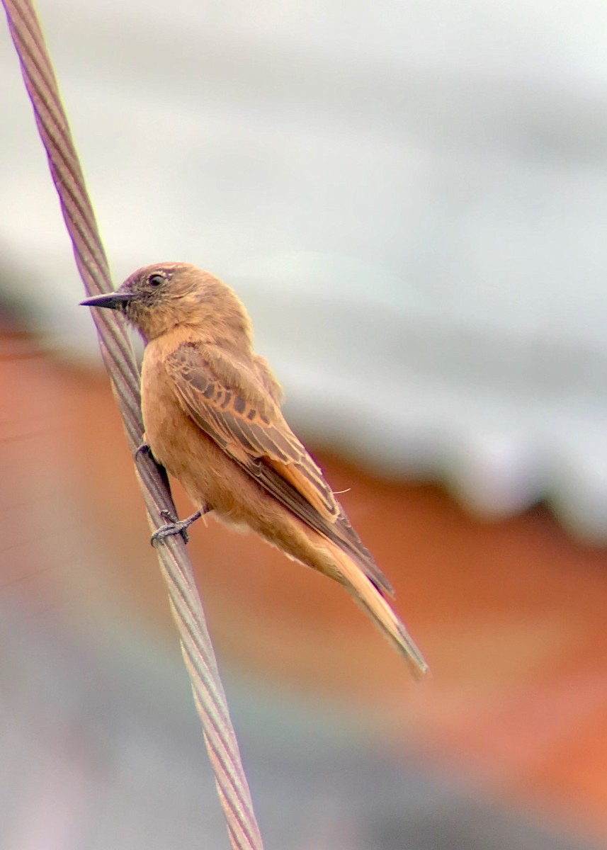 Cliff Flycatcher (Swallow) - Bernardita Muñoz Palma