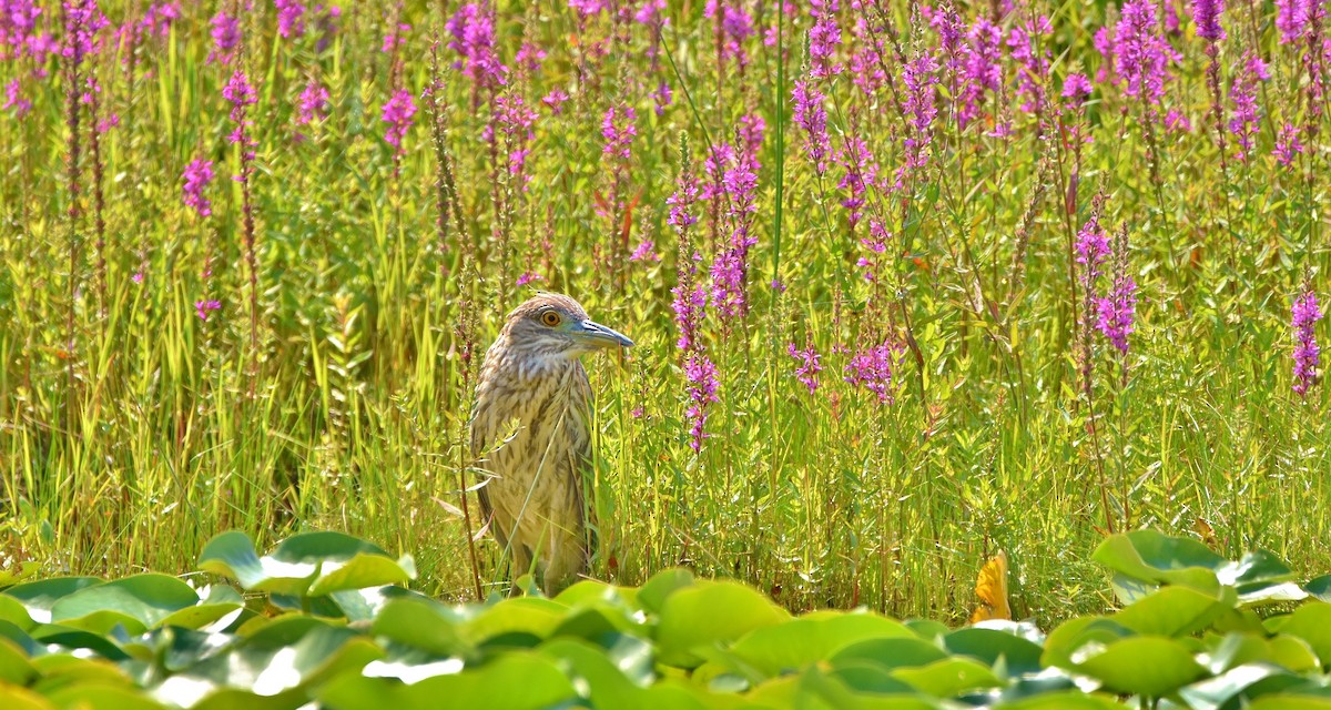 Black-crowned Night Heron - ML622071619