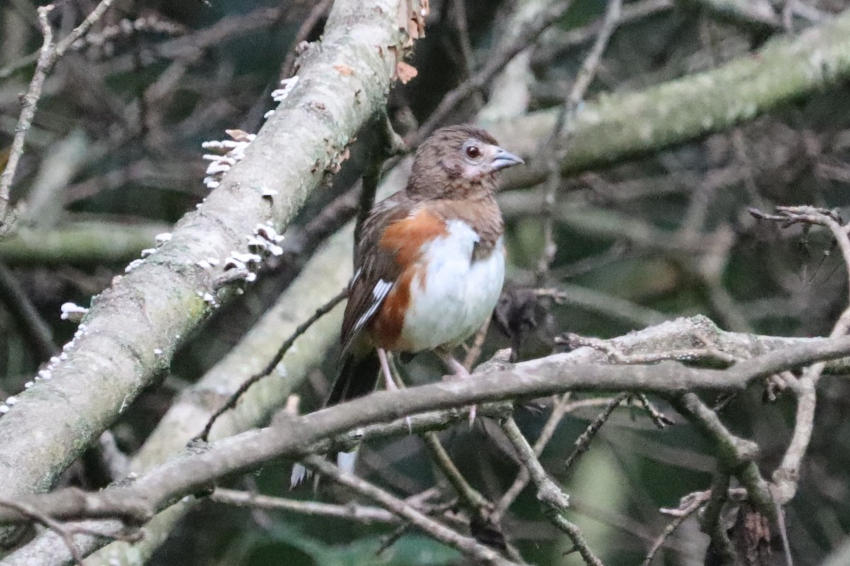 Eastern Towhee - ML622071668