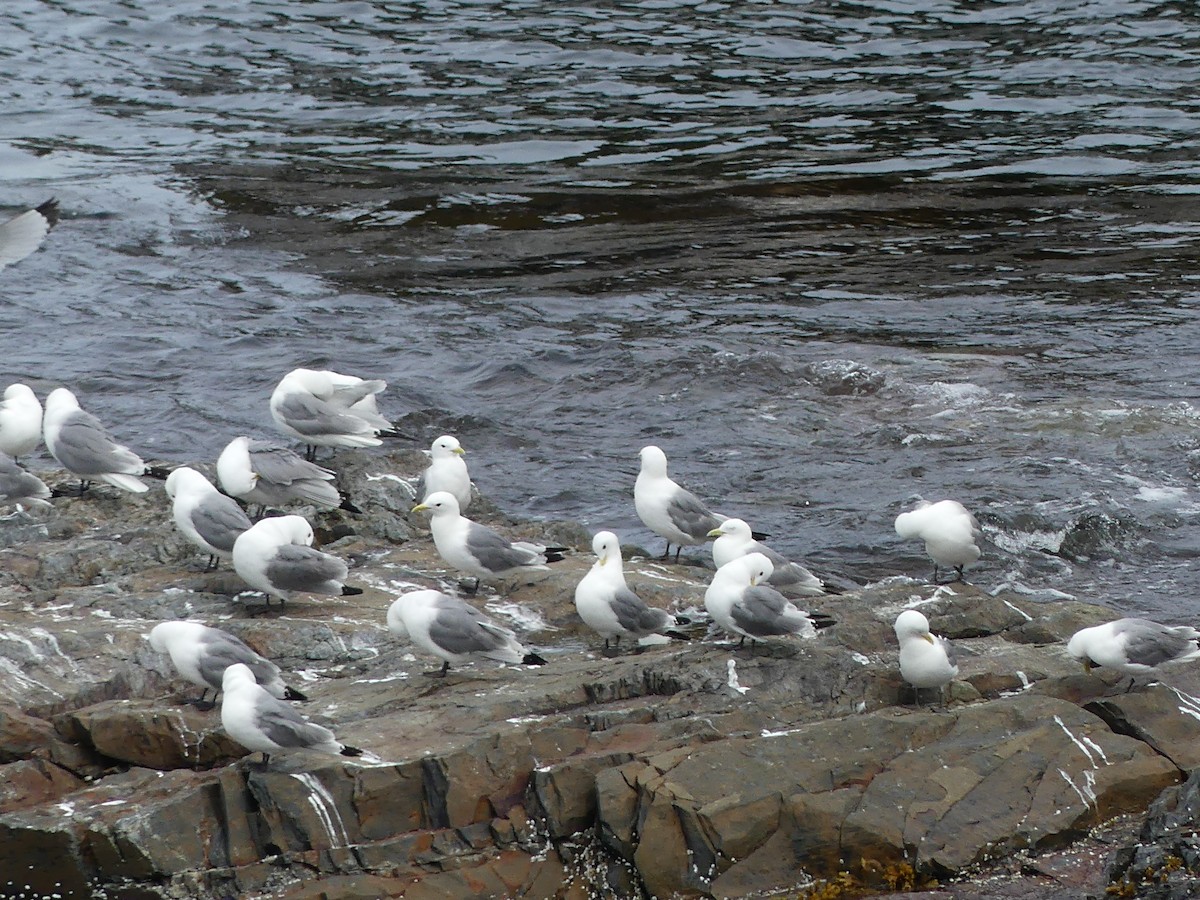 Black-legged Kittiwake - Malcolm Stewart