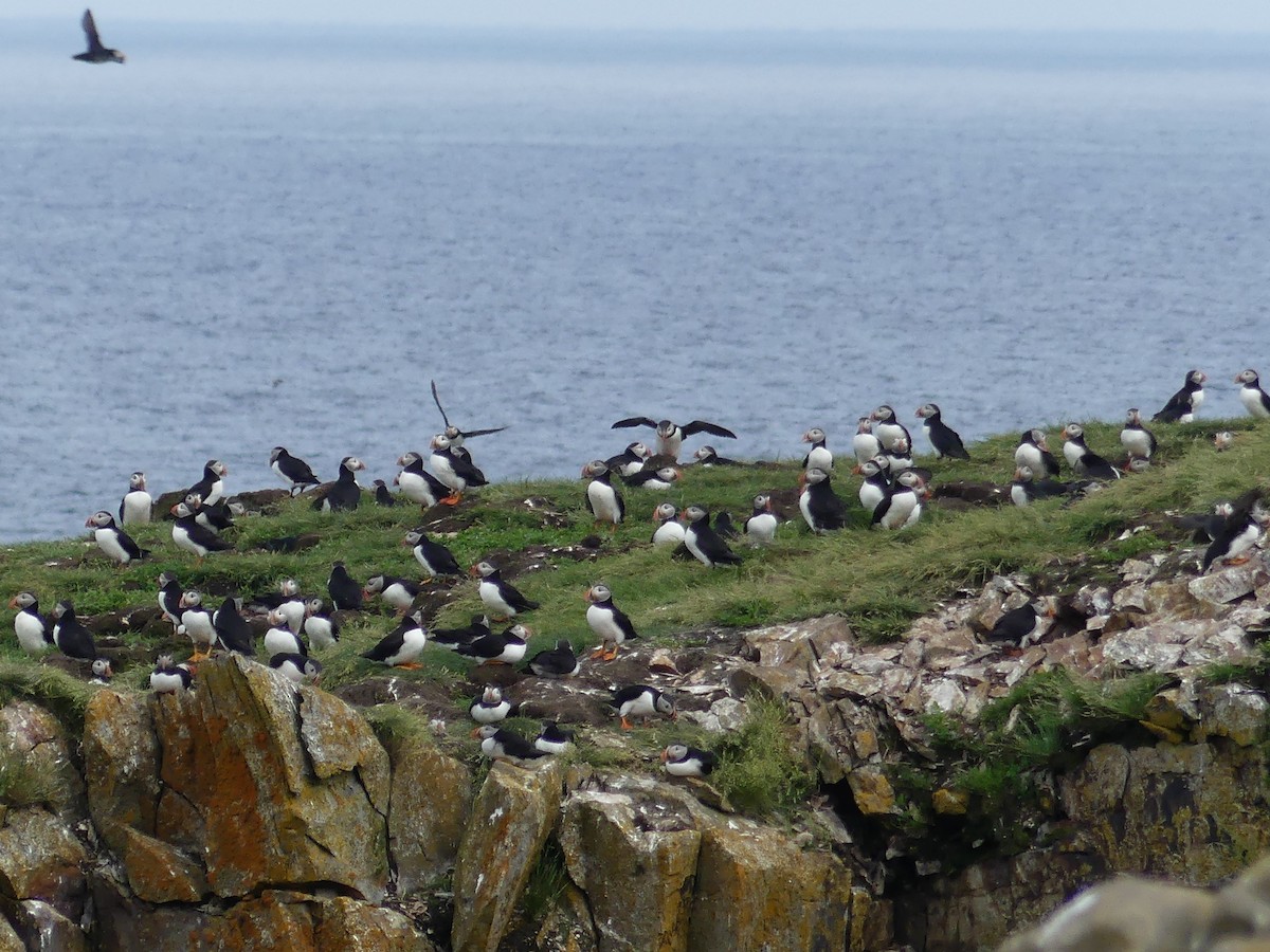 Atlantic Puffin - ML622071678