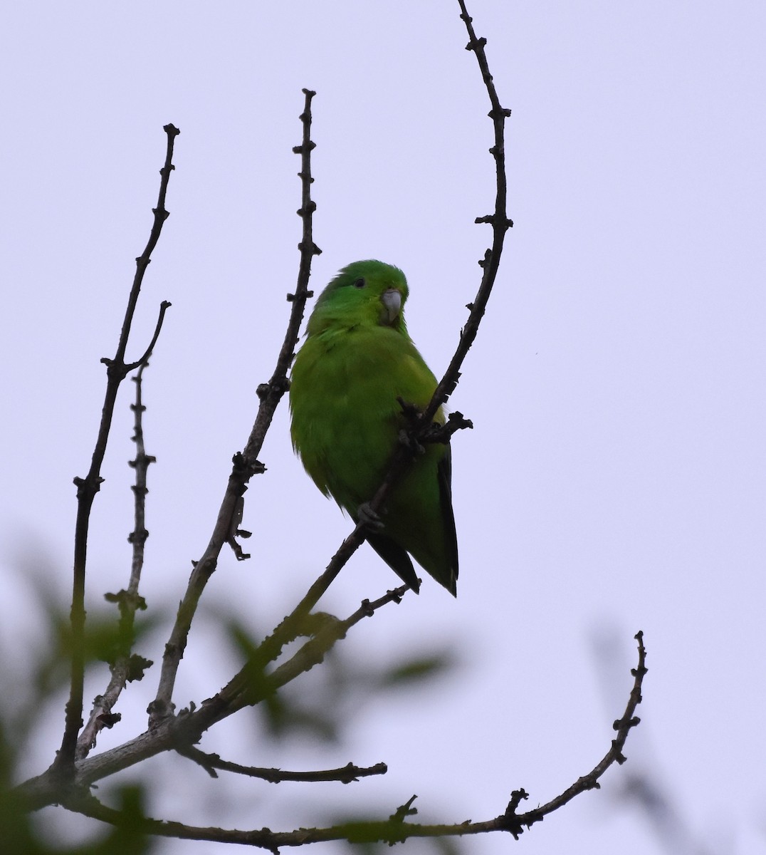 Cobalt-rumped Parrotlet - ML622071681