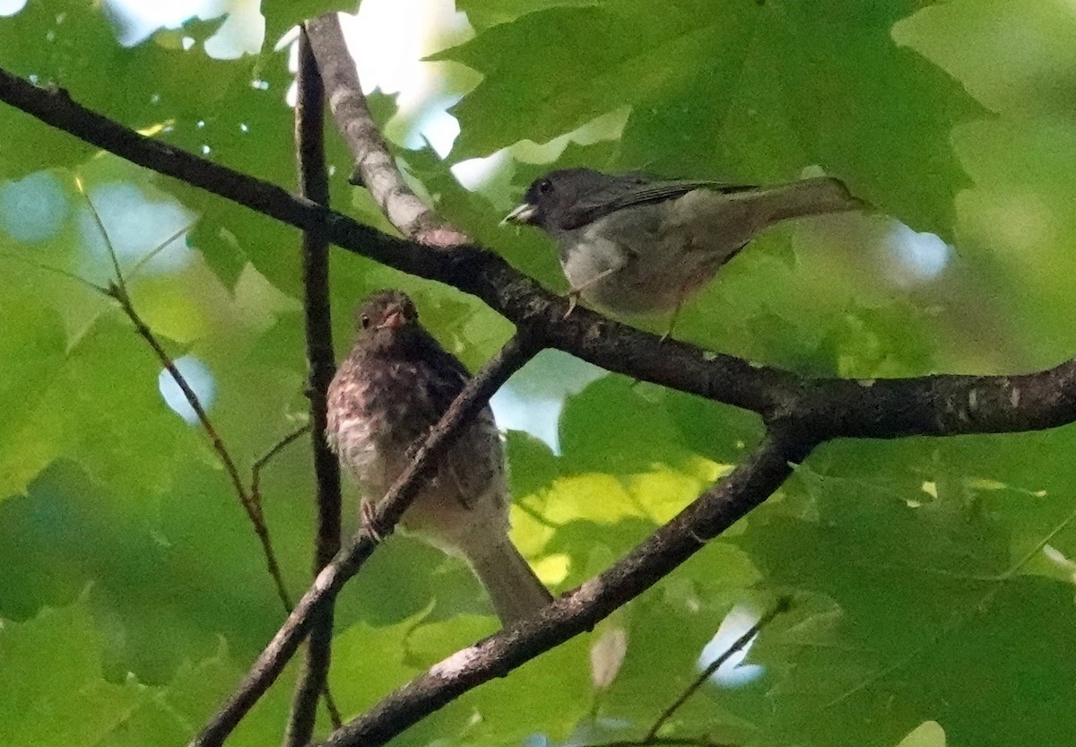 Dark-eyed Junco - ML622071682