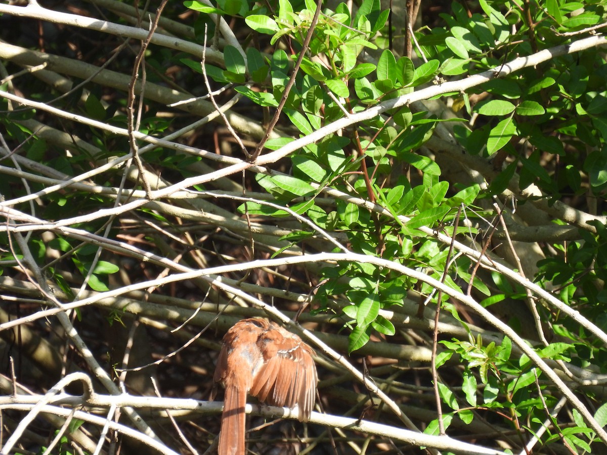 Brown Thrasher - ML622071683