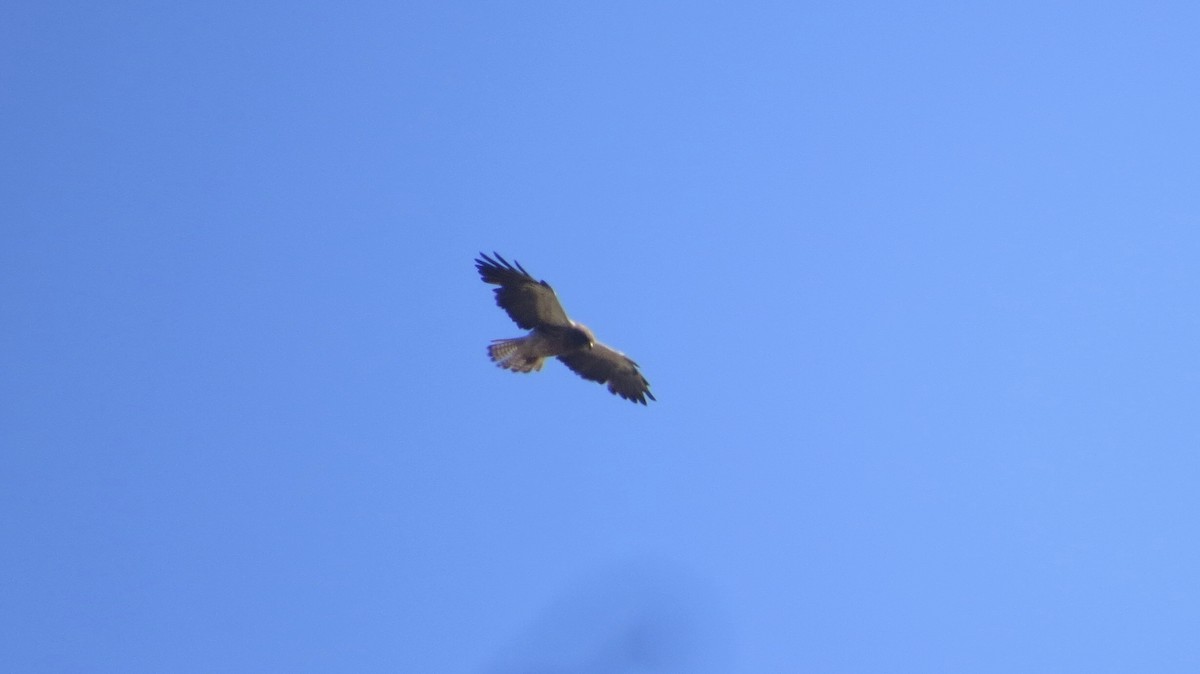 Swainson's Hawk - ML622071684