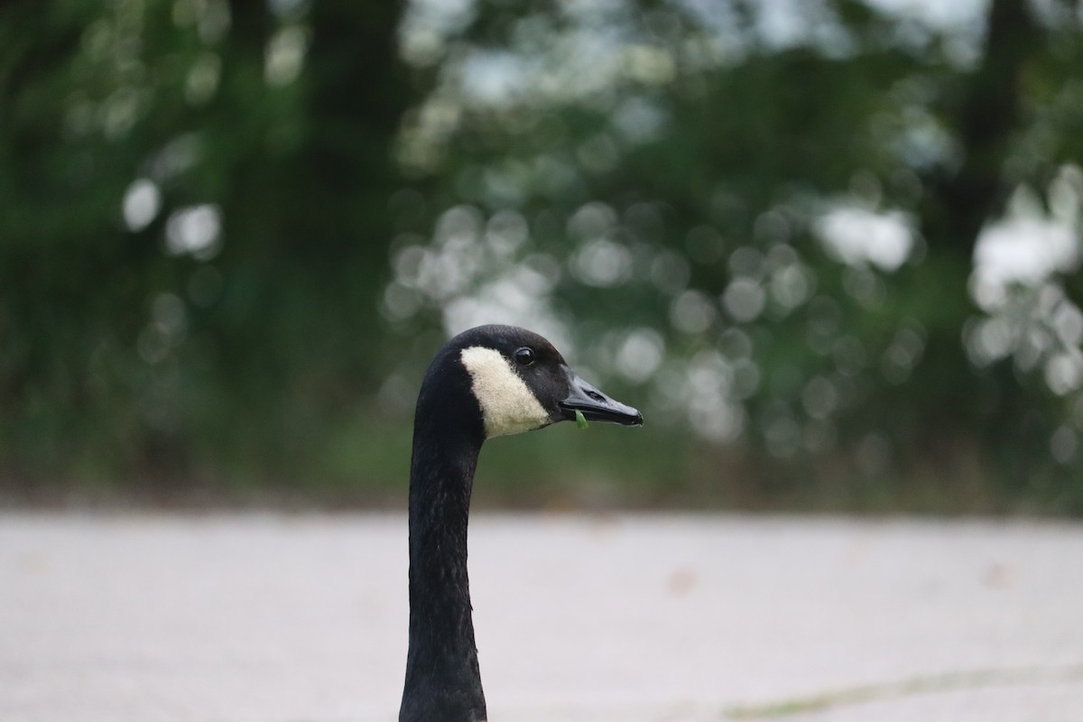 Canada Goose - ML622071685