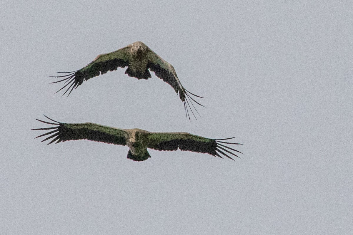 Himalayan Griffon - ML622071686