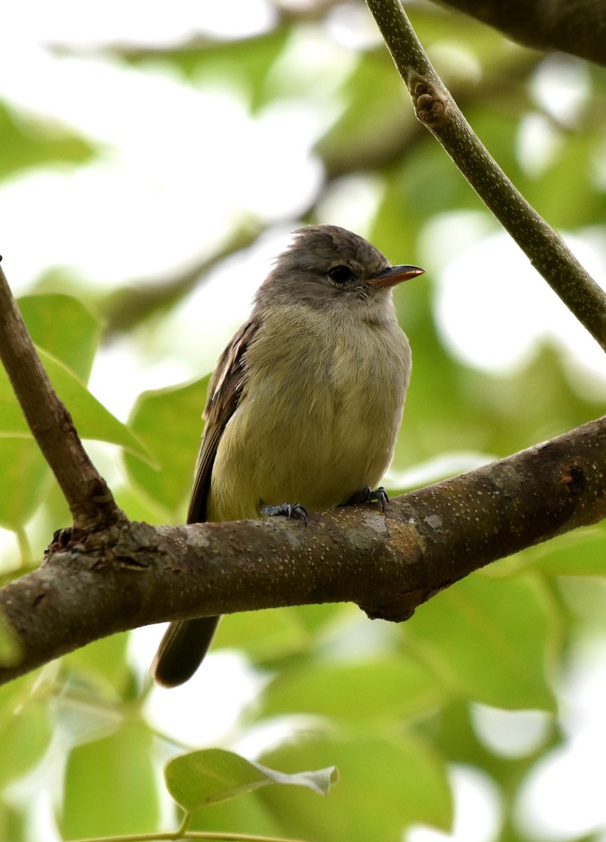 Southern Beardless-Tyrannulet - ML622071688