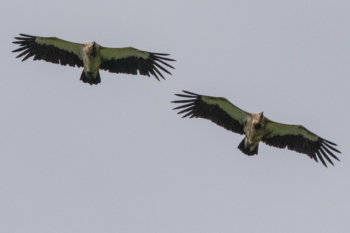 Himalayan Griffon - ML622071690