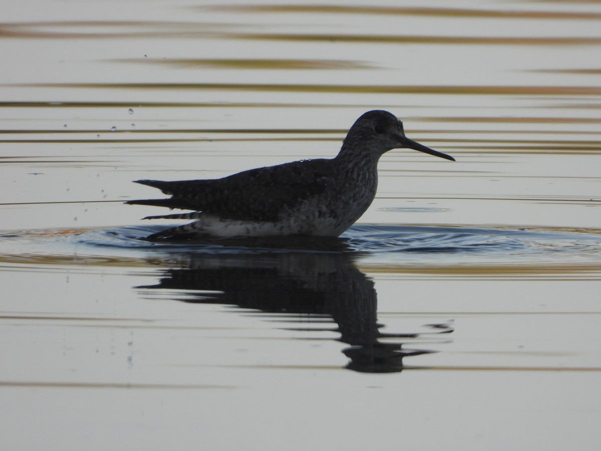 Lesser Yellowlegs - ML622071691