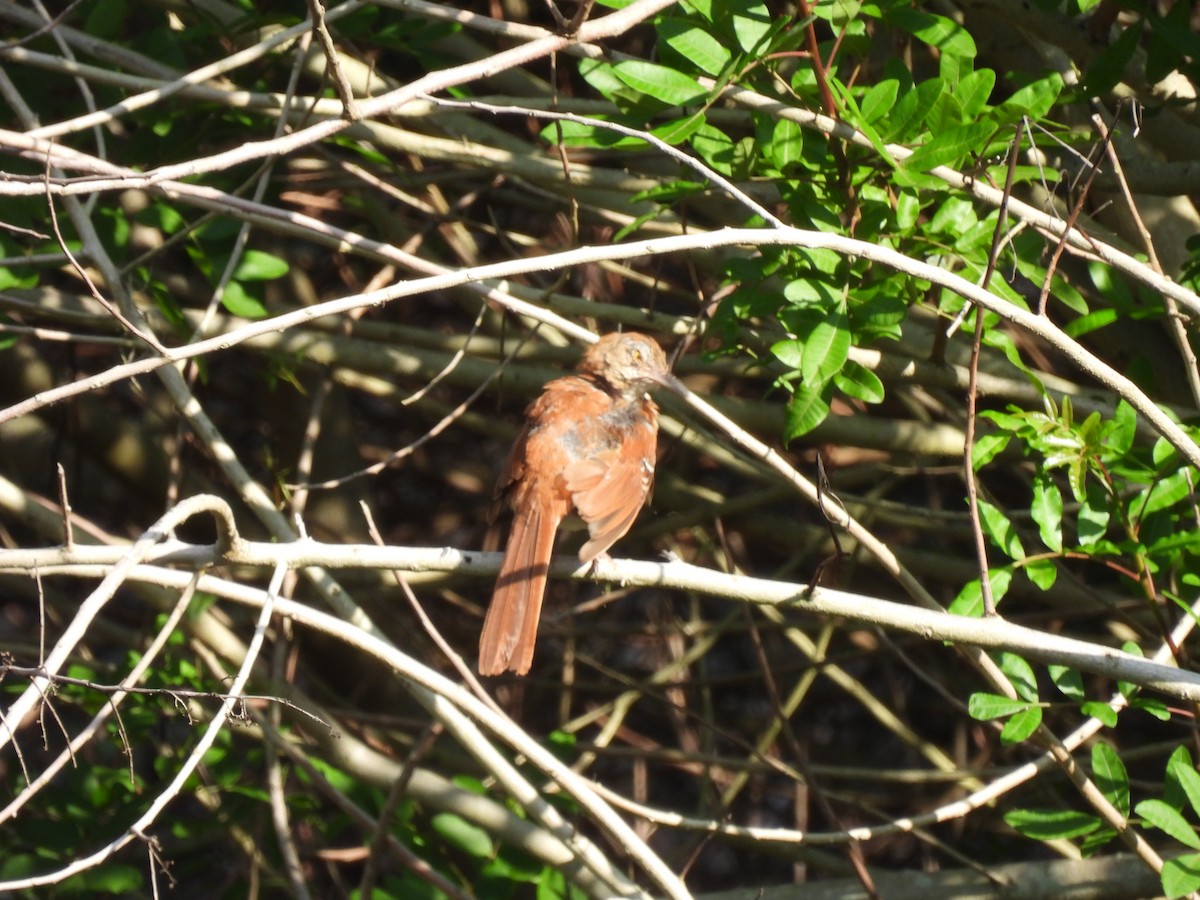 Brown Thrasher - ML622071693