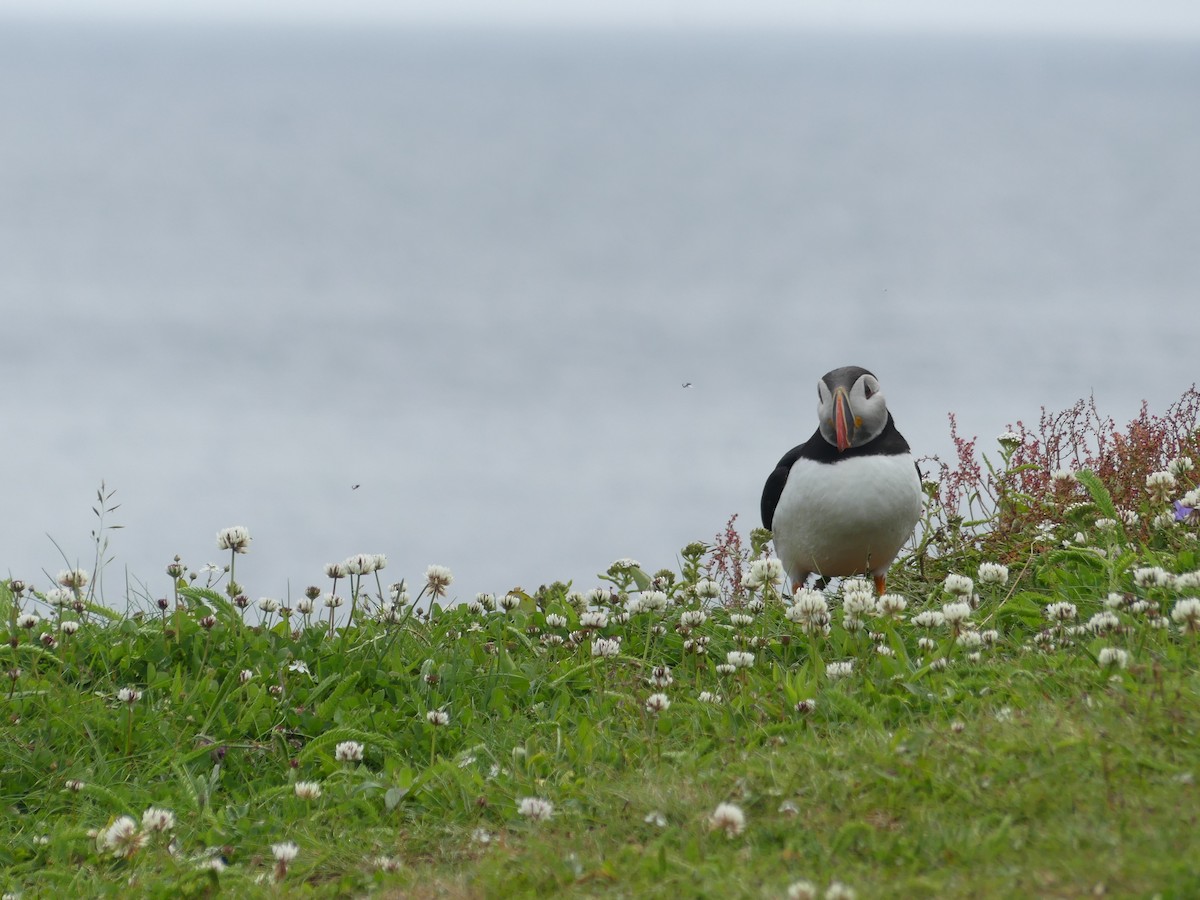 Atlantic Puffin - ML622071694